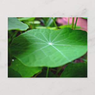 Shaddy Nasturtium Postkarte