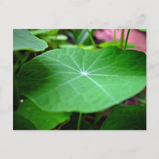 Shaddy Nasturtium Postkarte (Vorderseite)