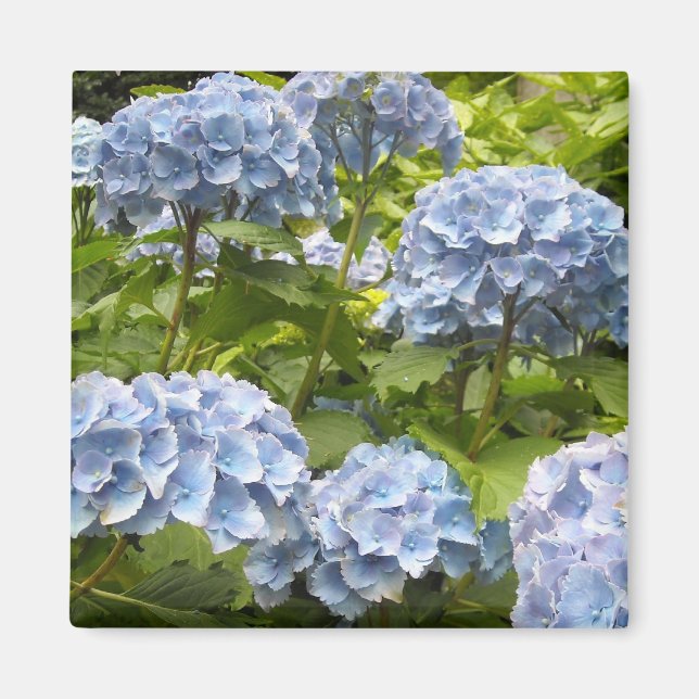Shades of Blue Hydrangeas Magnet (Vorne)