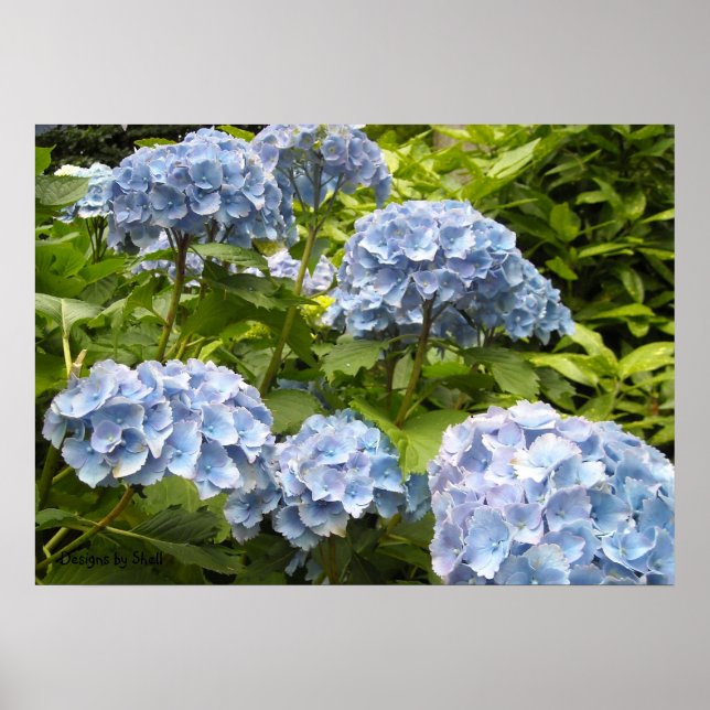Shades of Blue Hydrangeas Poster (Vorne)
