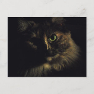 Shadow Cat Art Fotografie Green Eyes Kitty Postkarte