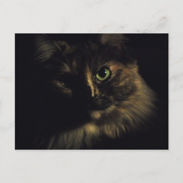Shadow Cat Art Fotografie Green Eyes Kitty Postkarte (Vorderseite)