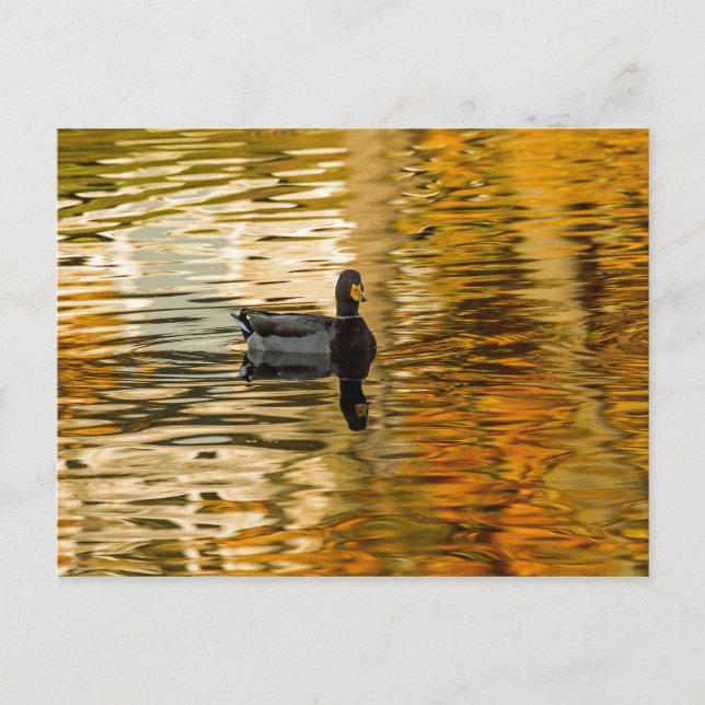Shadow Duck Postkarte (Vorderseite)