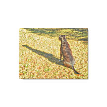 Shadow und seine Leinwand