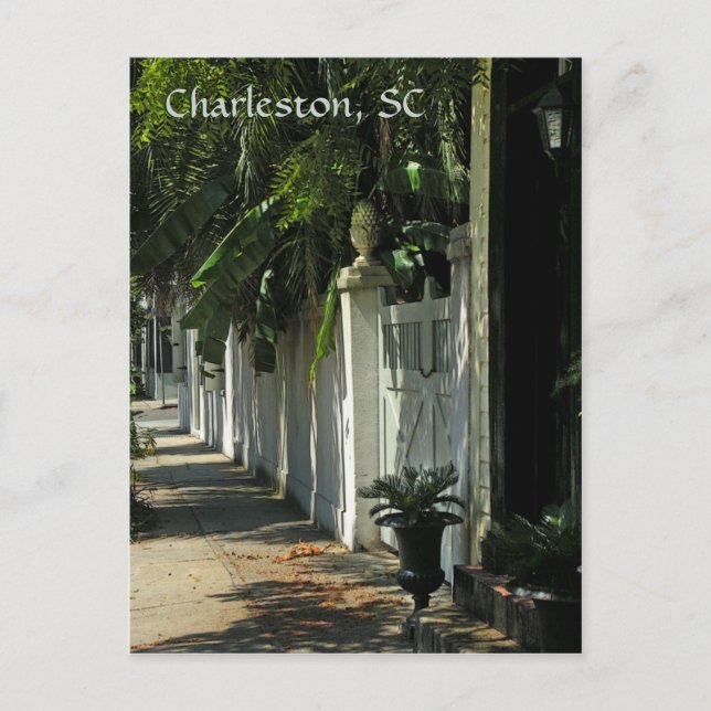 Shady Charleston Post Card Postkarte (Vorderseite)