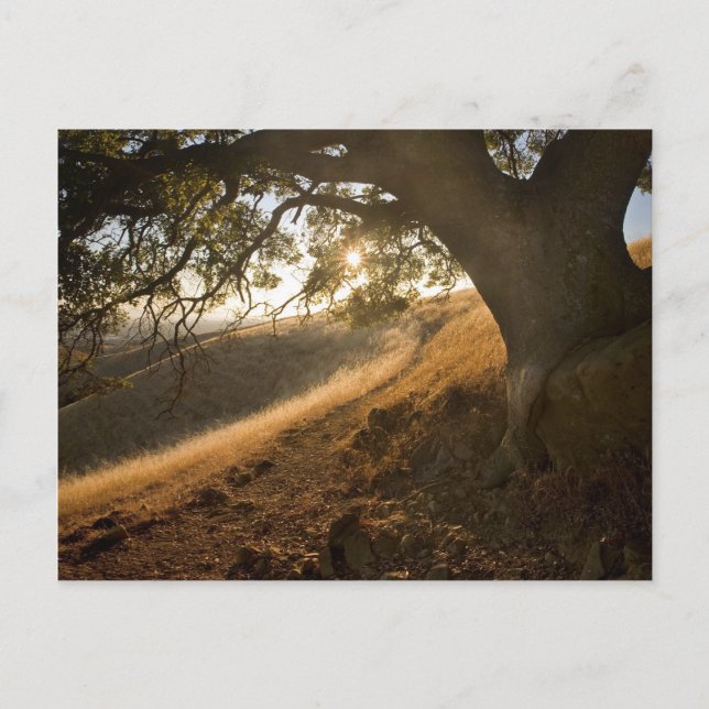 Shady Oak und California Susnet Postcard Postkarte (Vorderseite)