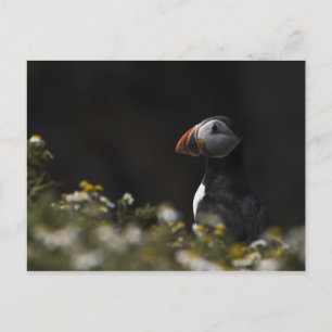 Shady Puffin Postkarte