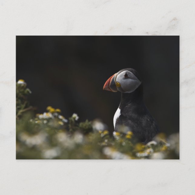 Shady Puffin Postkarte (Vorderseite)