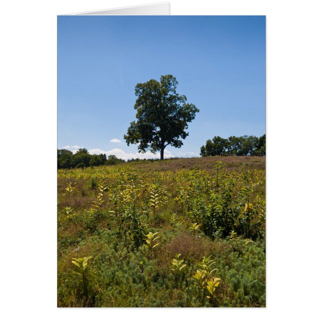 Shagbark Hickory-Charles Fluss-Halbinsel (Vorne)