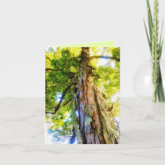Shagbark-Hickory-Grußkarte Dankeskarte