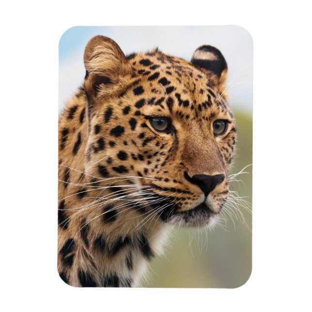 Shaggy Adult Cheetah in der Wildnis Magnet (Vertikal)