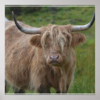 Shaggy Blonde Highland Cow