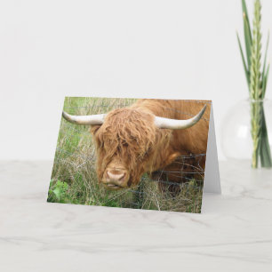 Shaggy Highland Cow Karte