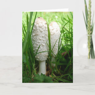 "Shaggy Ink Cap" Karte