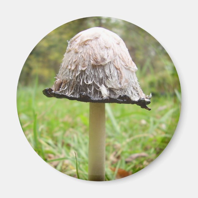 Shaggy Ink Cap Mushroom Magnet (Vorne)