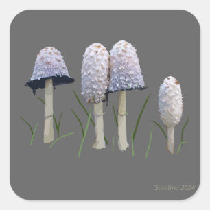 Shaggy Mane Coprinus comatus Quadratischer Aufkleber