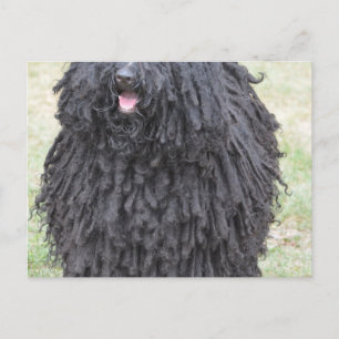 Shaggy Puli Dog Postkarte