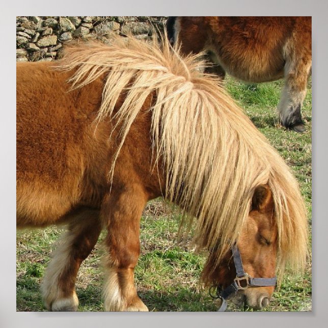 Shaggy Shetland Pony Poster (Vorne)