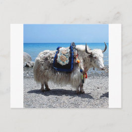 Shaggy Yak Tragend Brily COlored Tack Postkarte