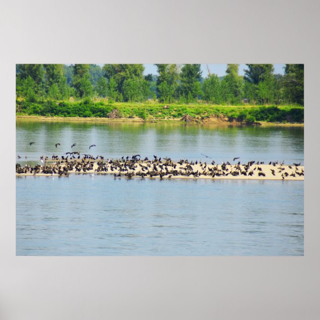 Shags, Fluss Donau Poster (Vorne)