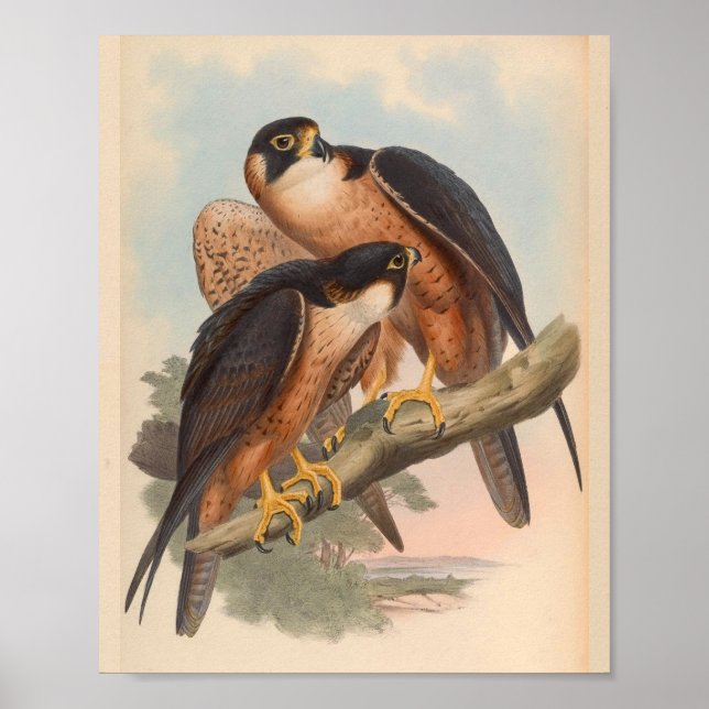 Shaheen Falcon Bird Vintage Kunstdrucken Poster (Vorne)
