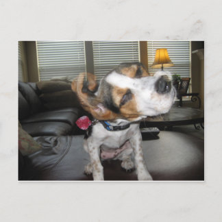 Shake it off beagle postkarte