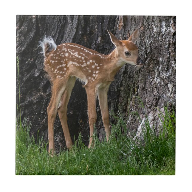 Shaky Legs Fawn Fliese (Vorderseite)