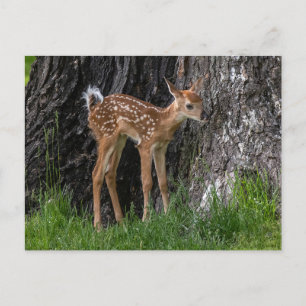 Shaky Legs Fawn Postkarte