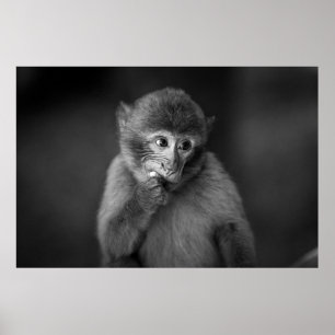 SHALLOW FOCUS FOTOGRAFIE DES SCHWARZEN MONKEY POSTER