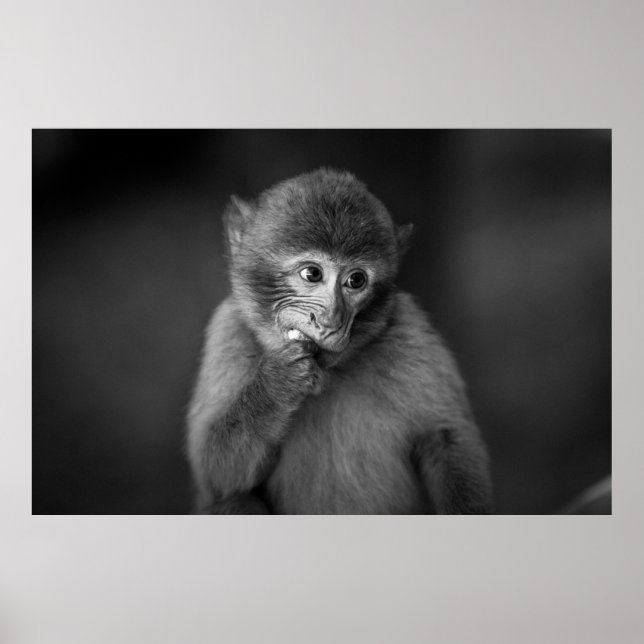 SHALLOW FOCUS FOTOGRAFIE DES SCHWARZEN MONKEY POSTER (Vorne)