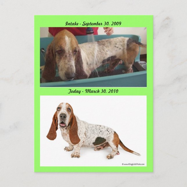 Shammy_Landscape, Shammy2, Aufnahme - 3. Postkarte (Vorderseite)