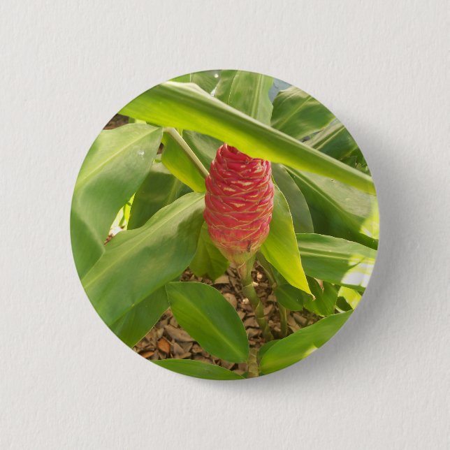 Shampoo Ginger Blume Button (Vorderseite)