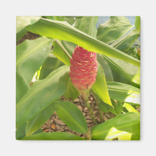 Shampoo Ginger Blume Magnet