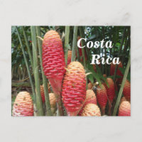 Shampoo Ginger, Costa Rica