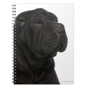 Shar Pei (1 Jahr alt) nah-up Notizblock