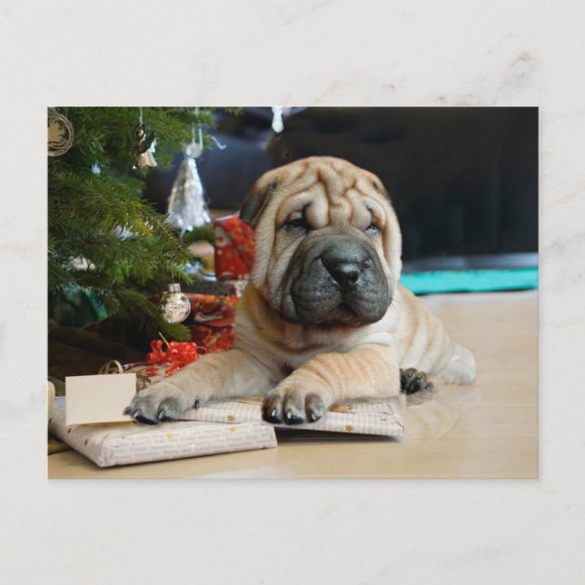 Shar Pei Christmas Feiertagspostkarte (Vorderseite)