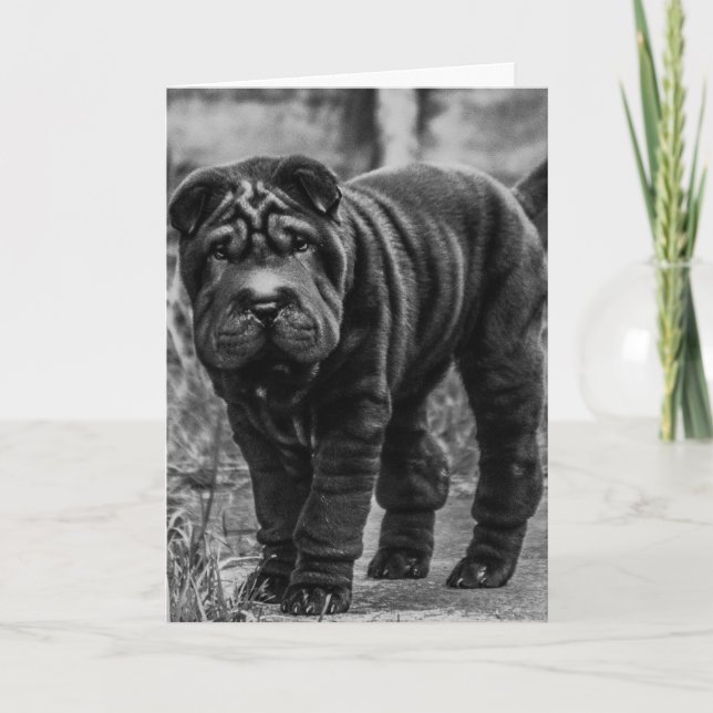 SHAR PEI DOG NIEDLICHE GEBURTSTAG CARD KARTE (Vorderseite)