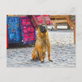 Shar Pei Dog, Ollantaytambo, Peru Postkarte