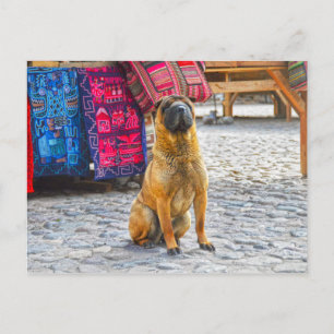 Shar Pei Dog, Ollantaytambo, Peru Postkarte