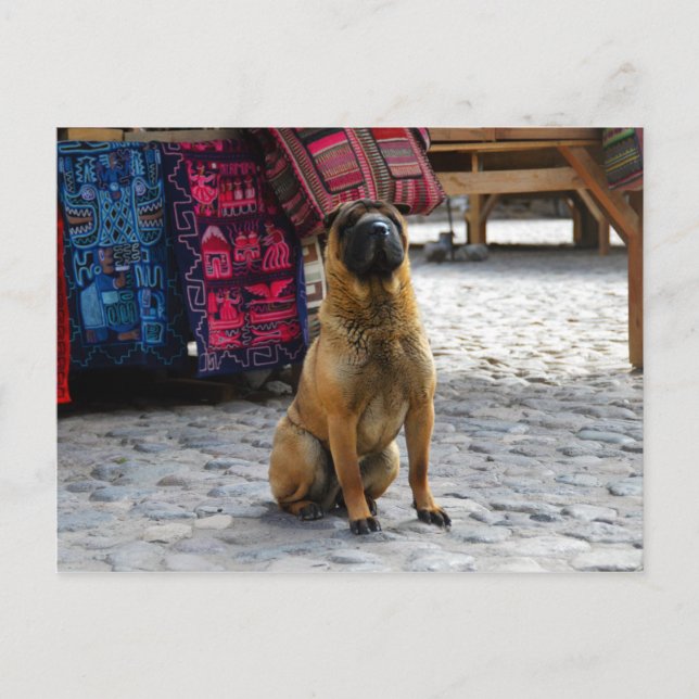 Shar Pei Dog, Ollantaytambo, Peru Postkarte (Vorderseite)