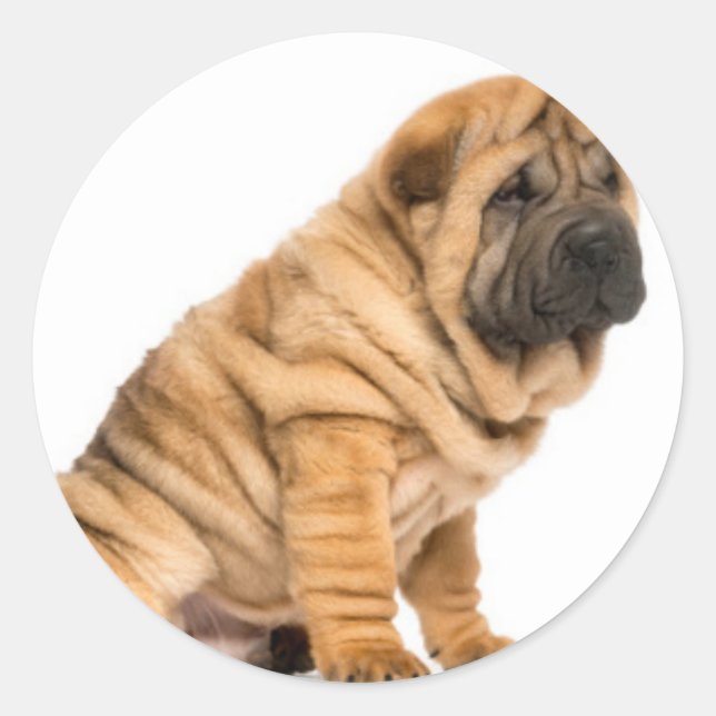 Shar pei Dog Runder Aufkleber (Vorderseite)