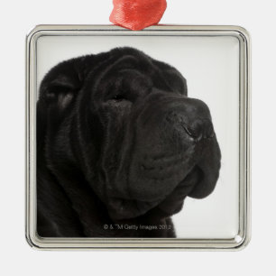 Shar Pei (einjährige) Nahaufnahme Silbernes Ornament