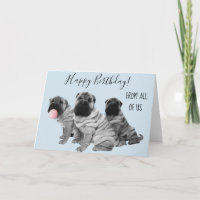 Shar Pei freut sich auf den Geburtstag von uns all