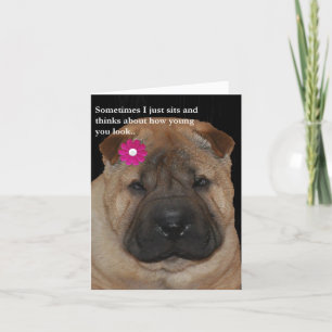 Shar Pei Geburtstag Karte-Gerade sitzt Karte