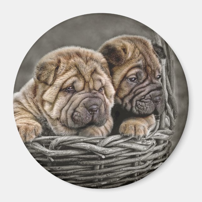 Shar-Pei-Jungtiere in Basket Magnet (Vorne)