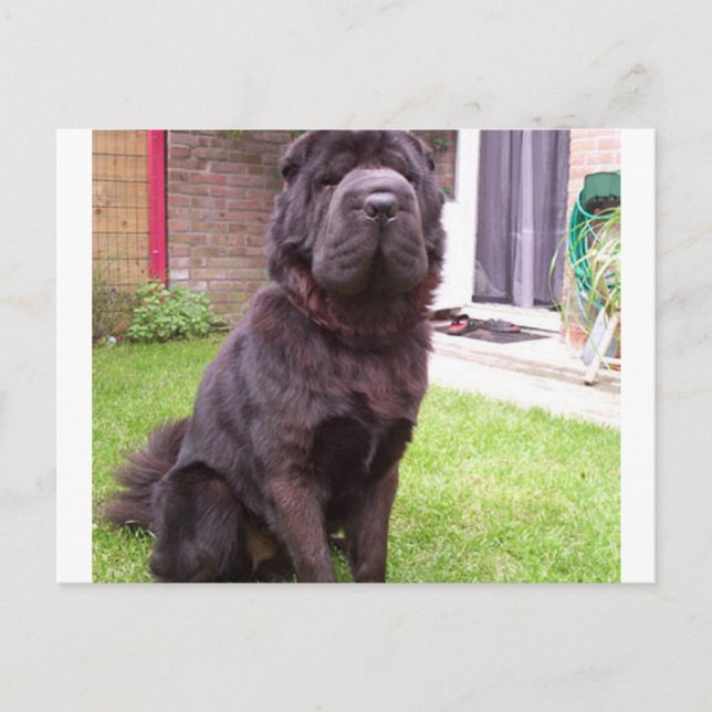 Shar pei longhair sitzend.png postkarte (Vorderseite)