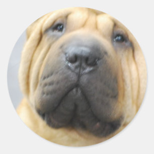 Shar Pei mit Falten als Kleber Runder Aufkleber