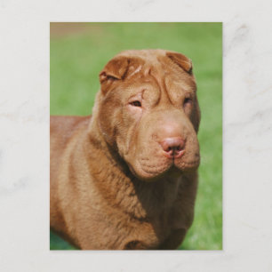 Shar Pei Postkarte