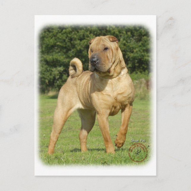 Shar Pei Postkarte (Vorderseite)
