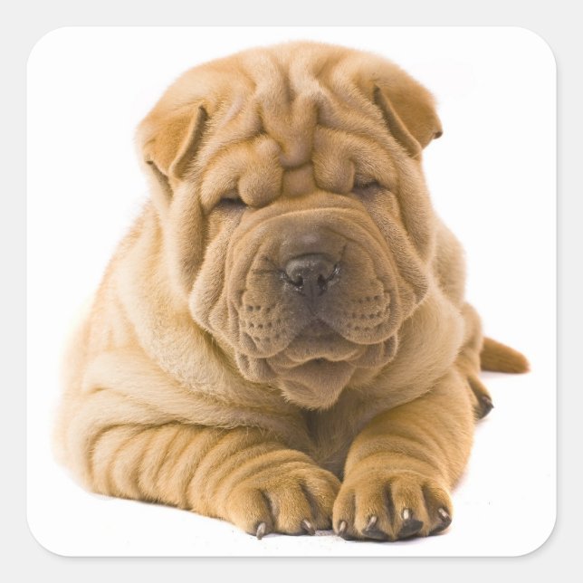 Shar Pei Puppy Dog Sticker / Siegel (Vorderseite)